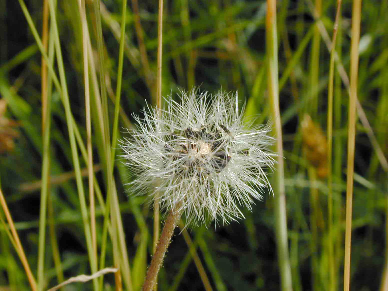 Dandelion