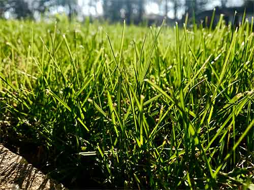 Fertilized lawn