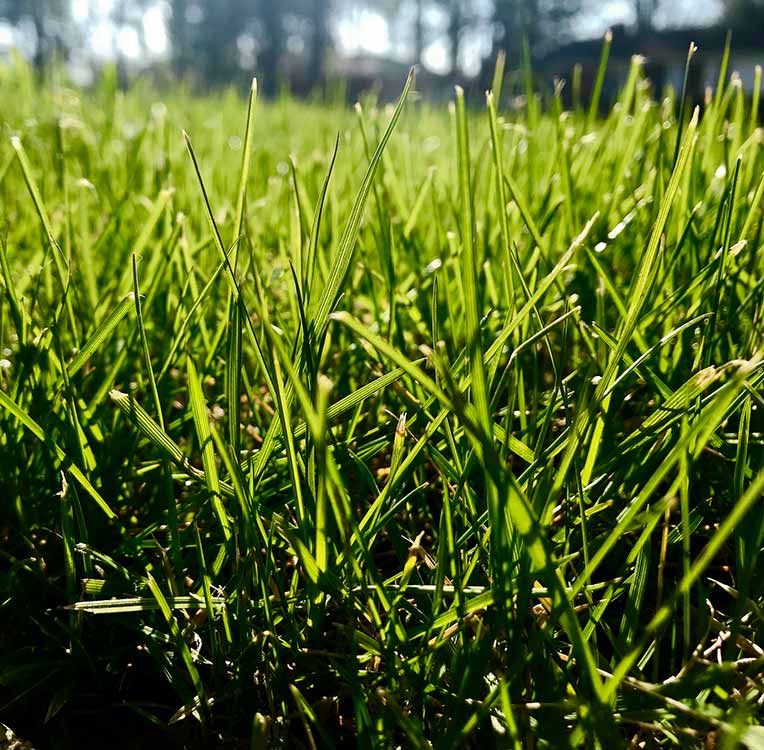 Well seeded lawn in Richmond VA