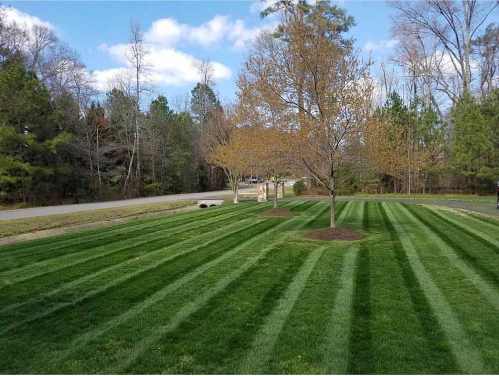 Mowed lawn