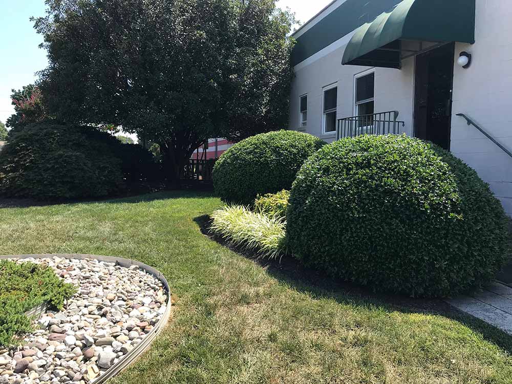 Pruned bushes