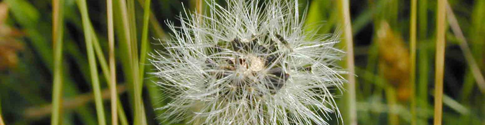 Dandelion in a lawn