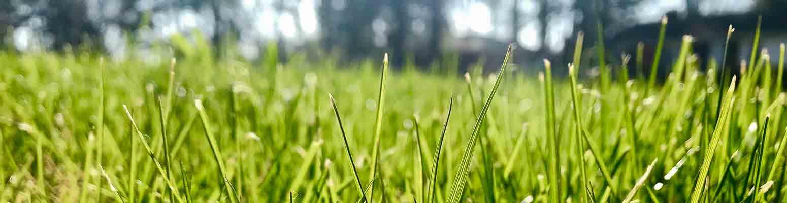 Thick, fertilized lawn grass