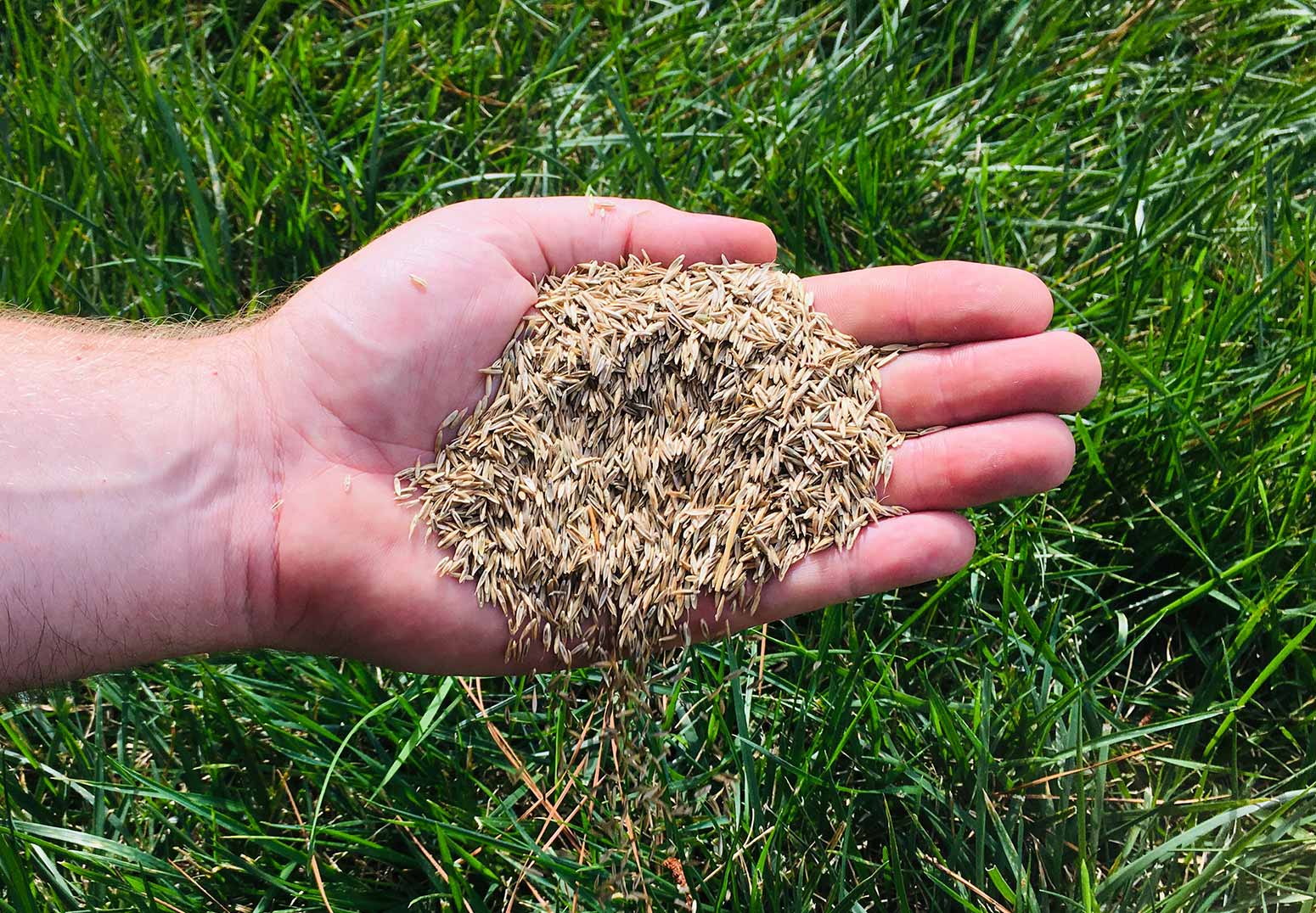 New grass growing from seed