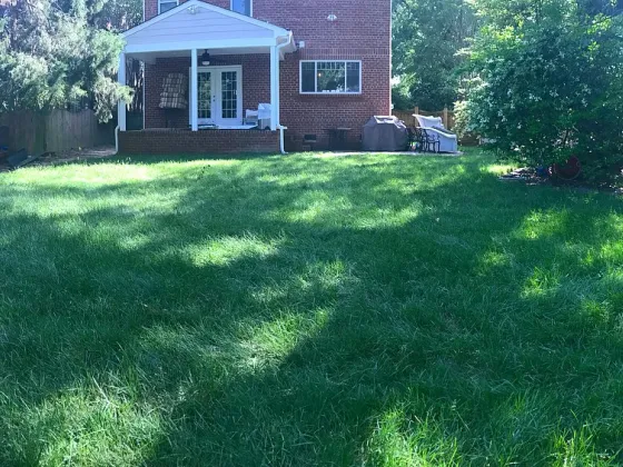 New grass popping up in yard weeks after planting tall fescue grass seed