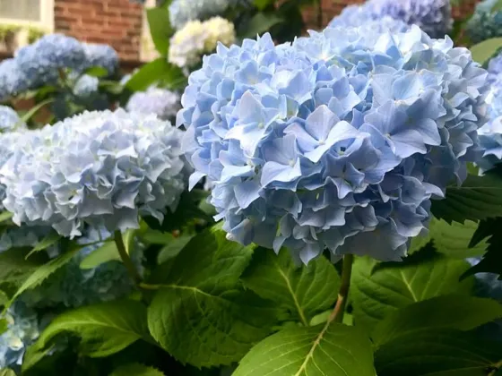 Hydrangea flower bush up close