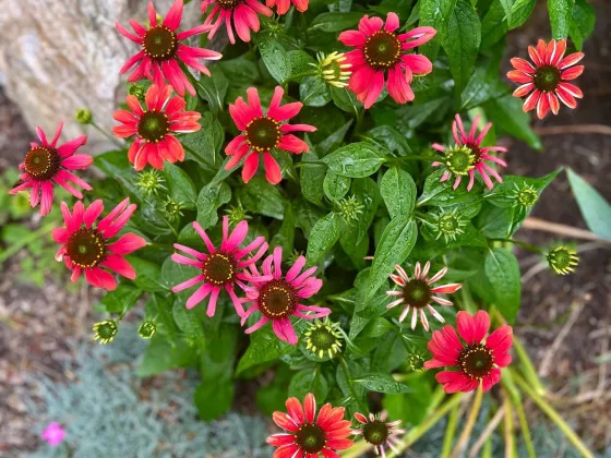 Echinacea we planted in bloom in a bed with a decorative boulder