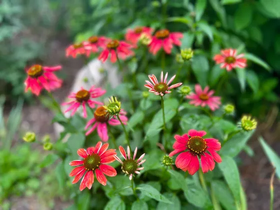 Echinacea we planted in bloom