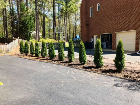 Evergreen trees planted in a bed separating properties