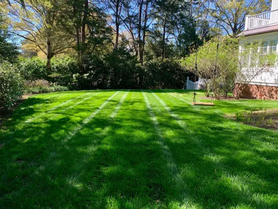 Peaceful freshly cut back yard