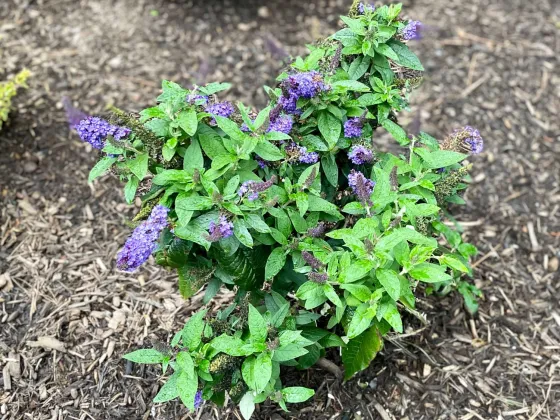 Butterfly bush we planted in bloom