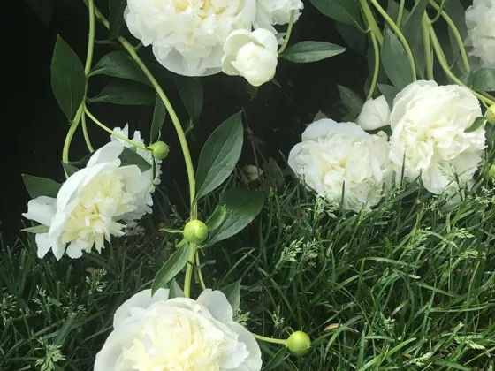 Peony bush with white flowers