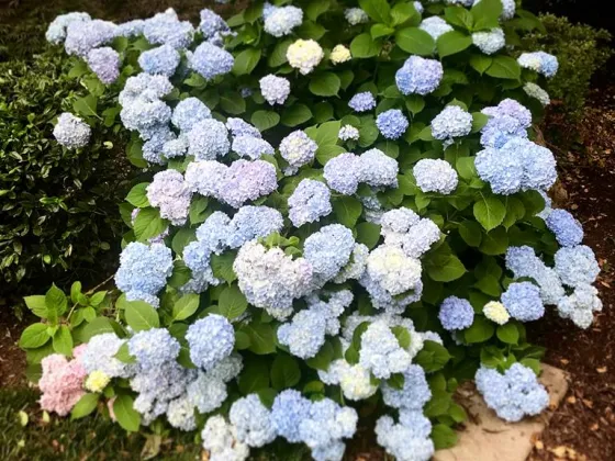Planted flower bush in the yard